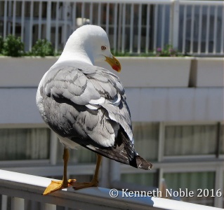 yellow-legged gull (Larus michahellis) Kenneth Noble